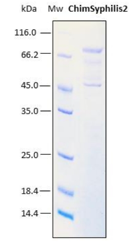 SDS-PAGE analysis (12%) of 3 μL of recombinant ChimSyphilis2. Purity is > 95% as determined by gel electrophoresis.